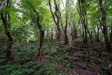 fine path to deep forest