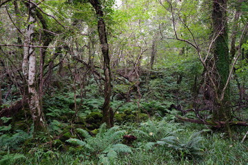 dense autumn forest with fern and old trees