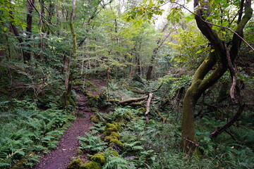 Obraz premium fine path along mossy rocks and trees