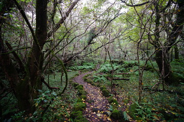 forest path through vines and mossy trees