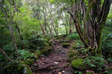 Fototapeta premium old path in deep forest