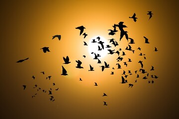 Big flock of wild birds at beautiful sky