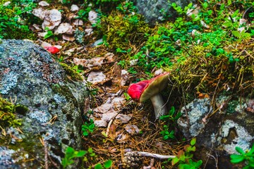 Flora of the Arctic Circle- Kola Peninsula. Murmansk region- coast of the White Sea