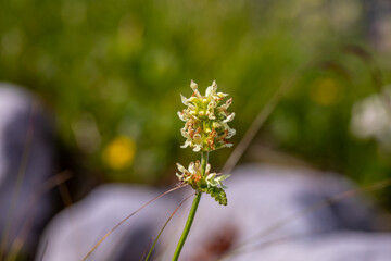 Betonica alopecuros flower growing in mountains	