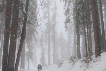 walking in snow in sequoia national park