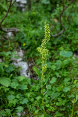 Veratrum album flower growing in mountains, close up