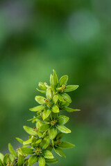 Veratrum album flower growing in mountains, close up