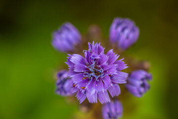 Obraz premium Cicerbita alpina flower growing in mountains, close up 