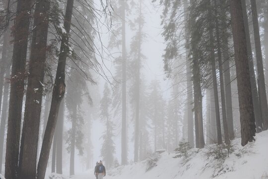 walking in snow in sequoia national park