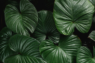 tropical leaves, dark green foliage ,abstract green texture, nature background, tropical leaf