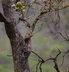 tree blossom