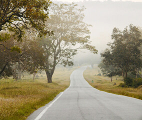 Fototapeta premium road in the forest
