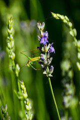 grasshopper sitting in the green fields on a beautiful purple flower absorbing the warmth from the early morning spring sun, europe, Croatia