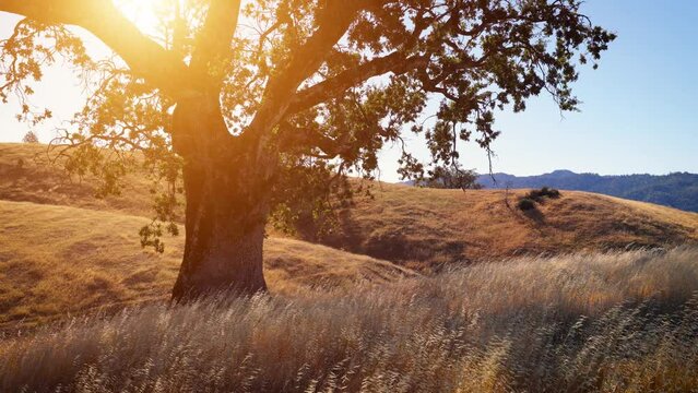 The sun shinning through the branches of a lone tree in the rolling grass hills above the California coast near Big Sur.