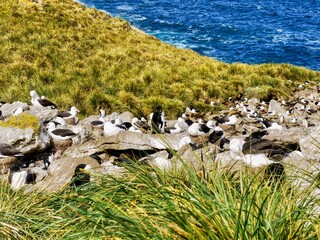 In the Falkland Islands a rookery of black-browed albatrosses (Thalassarche melanophris) with a few southern rockhopper penguins on a rocky nesting site on West Point I.