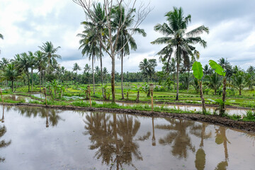 Fototapeta na wymiar Reflection of palm trees in rice field water after the rain in Yogyakarta, Indonesia