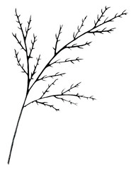 Fototapeta na wymiar Black and White Hand Drawn Flower Leaves Isolated on White Background.
