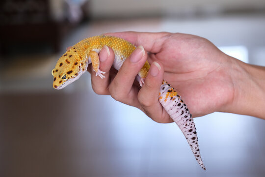 Cute tangerine skinned Afghan Leopard Gecko on a man's palm