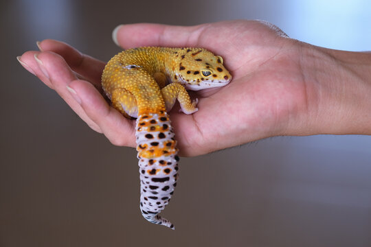 Cute tangerine skinned Afghan Leopard Gecko sleeping on a man's palm