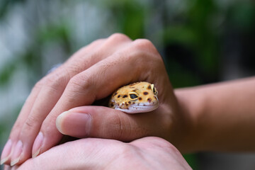Exotic pet of Afghan yellow leopard gecko peeking from the palm of a man