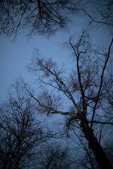 Tree in evening. Tree without leaves. Silhouette of plant.