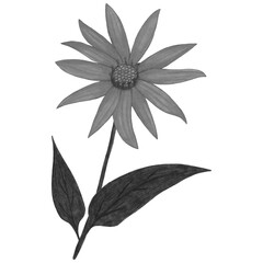 Black and White Topinambur with Green Leaves Isolated on White Background. Jerusalem Artichoke Flower Element Drawn by Pencil.