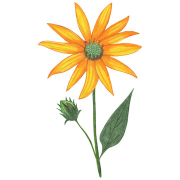 Yellow Topinambur with Green Leaves Isolated on White Background. Jerusalem Artichoke Flower Element Drawn by Colored Pencil.