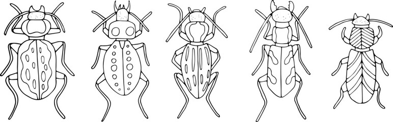 Beetles doodle icons set. Collection of sketches of different beetles. Hand drawn vector illustration. traced image.
