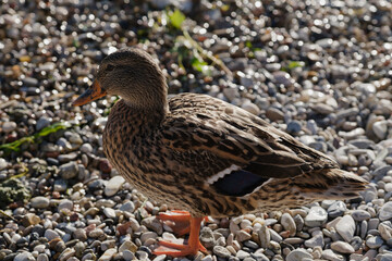 Closeup of a female duck or Mallard. Wild duck close up.