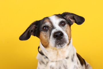 portrait of jack russel on yellow background 