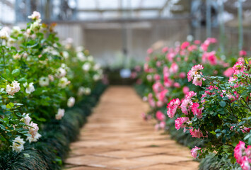 Roses in rose greenhouse plantation flower business industrial.