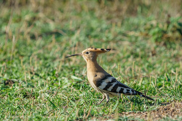Eurasian Hoopoe (Upupa epops) perched on grass