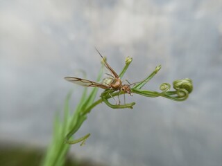 dragonfly on a branch