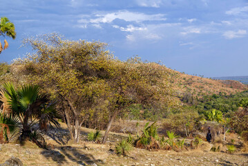 Paysage tropical dans l'ouest de Madagascar