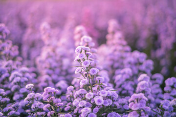 Margaret Flowers, Beautiful closed up of Purple Margaret flowers fields with bokeh background