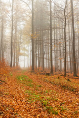 Obraz premium Wald im Herbst