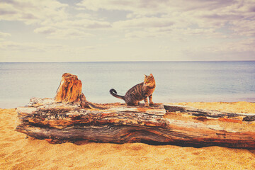Striped cat sitting on a snag at the beach. Seascape on a sunny day. Calm sea