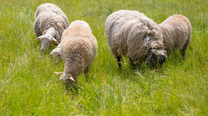 Naklejka na ściany i meble A herd of sheep grazes in the green grass.