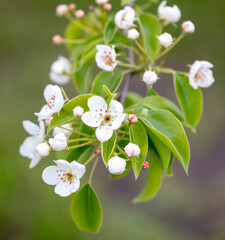 Flowers on the branches of a pear tree in spring.
