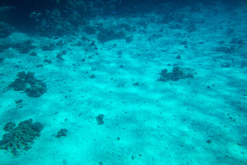 Fototapeta premium Sandy bottom of the sea as a background.