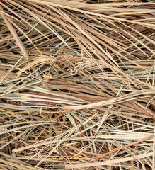 Dry palm leaves as a background