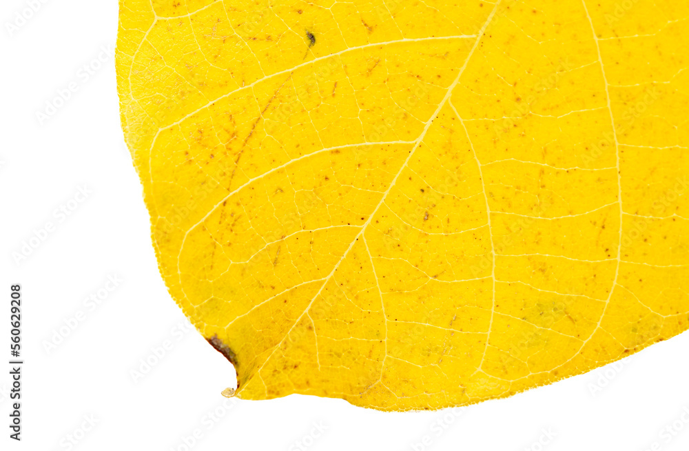 Wall mural yellow autumn leaf from a tree isolated on a white background.