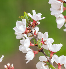 Naklejka na ściany i meble Cherry blossoms on a tree in spring.