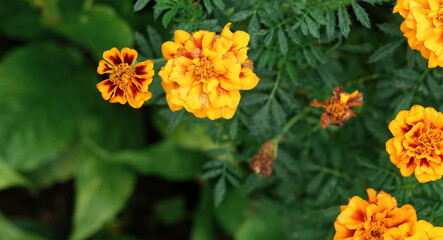 Close up of Tagetes erecta - big marigold, Marigold flowers and buds with leaves plant in country garden