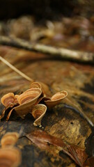mushrooms in the forest