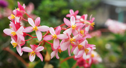 Pink white flowers of Begonia grands plant ,Hardy begonia ,begoniaceae in garden