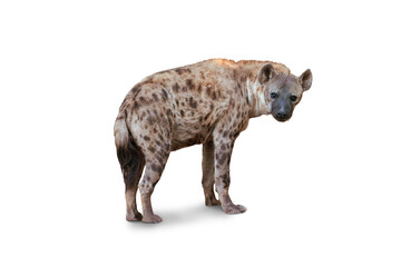 The Spotted hyena isolated on White Background. Genus crocuta. Africa.