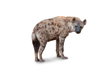 Foto op Plexiglas Hyena The Spotted hyena isolated on White Background. Genus crocuta. Africa.