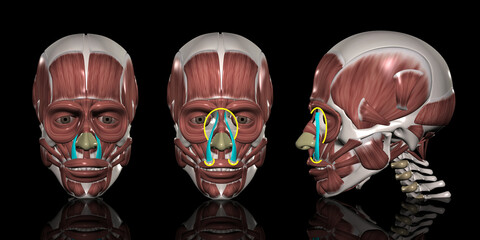 人体の頭部筋肉 上唇鼻翼挙筋