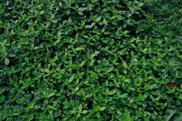Fototapeta premium Alternanthera philoxeroides green in the garden for background.